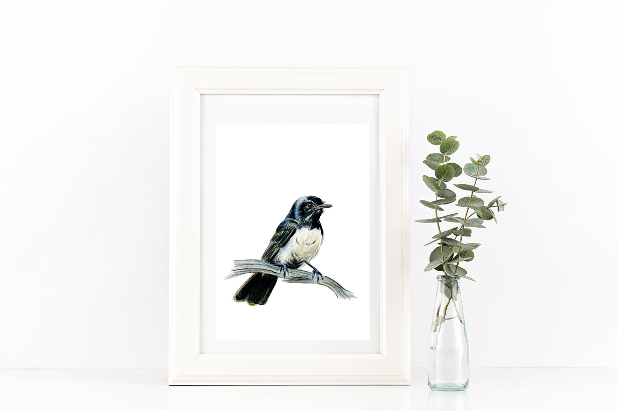 Australian Willy Wagtail Watercolour Art Print. Aussie Native Bird 