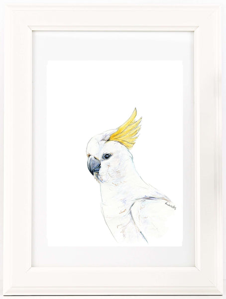 Australian native bird watercolour print set.