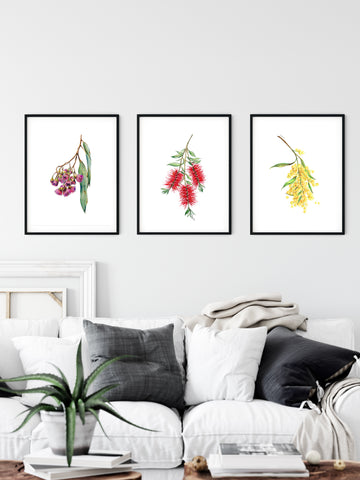 Australian native flower print set. Bottle brush, gum blossom and wattle art.