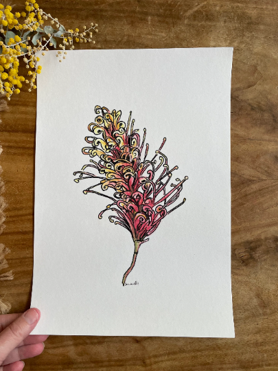 Original Australian Grevillea painting. Watercolour pencil on art print