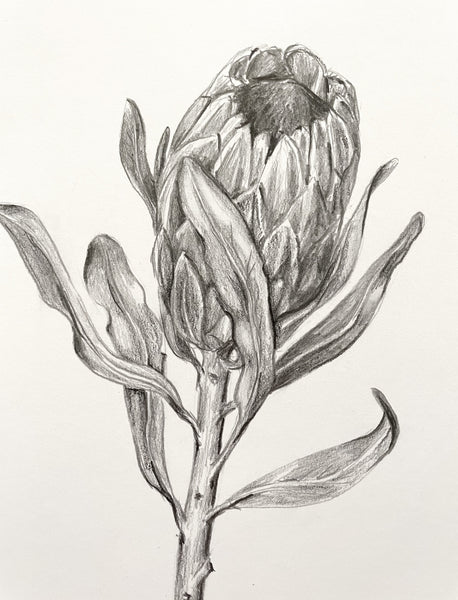 Original Pink Ice Protea graphite artwork print. Large native flora pencil sketch