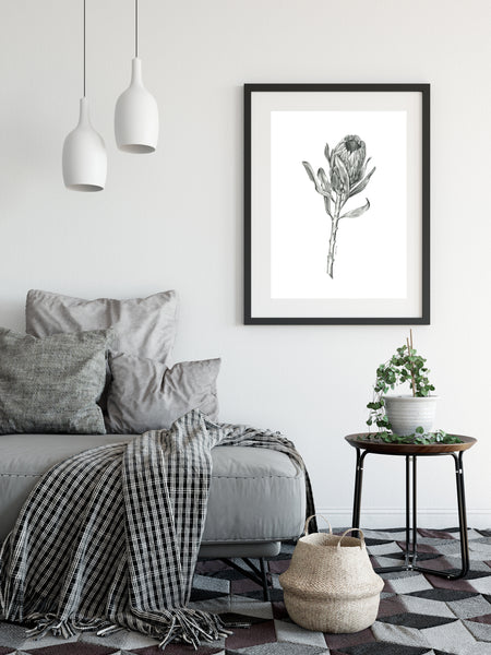 Original Pink Ice Protea graphite artwork print. Large native flora pencil sketch