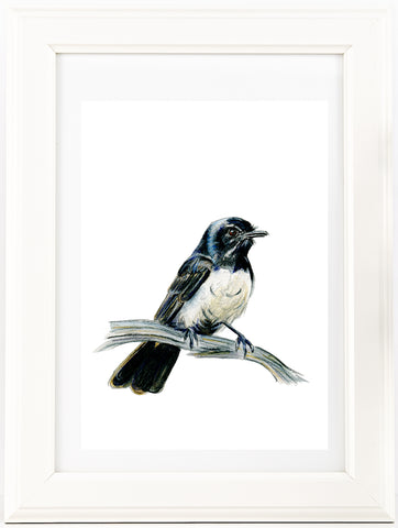 Australian Willy Wagtail watercolour art print. Aussie native bird.